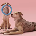 Two Dogs Playing with Blue Ring Toy Sitting and Lying on Pink Background