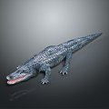 Crocodile Alligator Nile Crocodile carnivore reptile cold-blooded animal reptile reptile 3d model