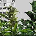 Lush Garden With Tropical Green Plants Geometric White Wall And White Pebbles