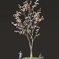 Blooming Pink Flowering Tree With Slender Branches Against Black Background 3d model