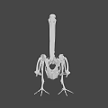 Flying Animal Skeleton of Bird with Long Beak on Green Geometric Background