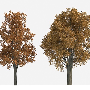 Tree Big Tree Yellow Leaf Tree Autumn Tree Plant 3d model