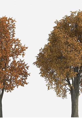 Tree Big Tree Yellow Leaf Tree Autumn Tree Plant 3d model