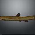 Elongated Brownish Yellow Spotted Fish With Red Eyes Fins Tail And Whiskers