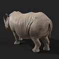 Realistic Gray Rhinoceros Standing On Black Background With Detailed Horns And Texture