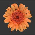 Gerbera Daisy with Orange Petals and Red Center on Dark Background with Reflection