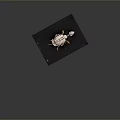 Turtle Skeleton Exhibit On Black Wooden Board With Natural Bone Structure