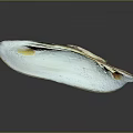 Beautiful Mollusk Shell Featuring White And Brown Hues On Black Surface