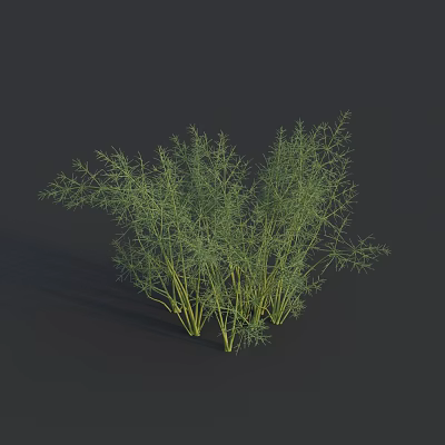 Fresh Green Fennel Herb Perfect for Healthy Cooking and Salad Making 3d model