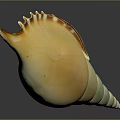 Yellow Green Spiral Conch Shell As Aquatic Animal With Pointed Tip And Curved Edges