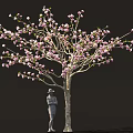 Beautiful Tree With Pink Blossoms And Person Wearing Hat Standing Below