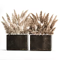Modern Decorative Potted Plants In Black Square Planters With Dried Pampas Grass