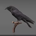 Realistic Black Raven Perched On Wooden Branch With Neutral Background