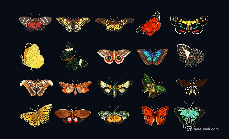 Colorful Various Species Butterflies With Different Patterns On Black Background 3d model 