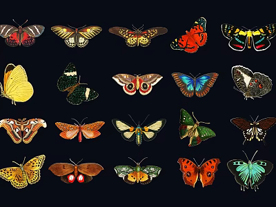 Colorful Various Species Butterflies With Different Patterns On Black Background 3d model