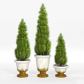 Conical Green Garden Plants In White Planters With Gold Base For Home Garden Decor