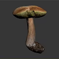 Mushroom Organ Shaped Cap With Hair Like Stem And Green Orange Color