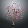 Tree with Pink Flowers Slender Trunk Branches and Exposed Roots on Dark Background 3d model