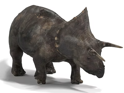 Realistic Triceratops 3D Model With Horns Frill And Textured Skin 3d model