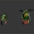 Assorted Potted Plants with Different Leaf Shapes Colors and Colorful Pots