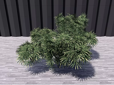 Lush Green Shrub With Foliage On Wooden Floor Against Dark Vertical Wall 3d model