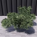 Lush Green Shrub With Foliage On Wooden Floor Against Dark Vertical Wall