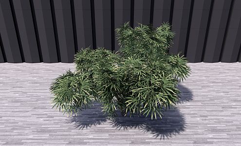 Modern shrubs 3d model