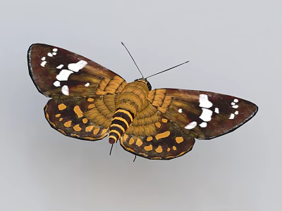 Colorful Butterfly With Brown Yellow And White Spotted Wings And Striped Body 3d model