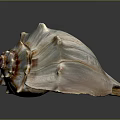 Conch Shell With Organic Texture And Hairy Appearance On Spiral Surface