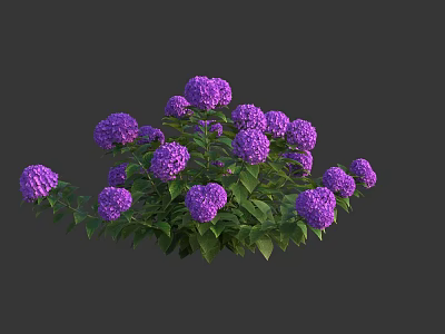 Vibrant Purple Hydrangea Bush With Lush Green Leaves And Blooming Flowers 3d model