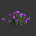 Vibrant Purple Hydrangea Bush With Lush Green Leaves And Blooming Flowers
