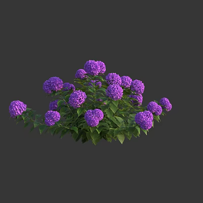 Vibrant Purple Hydrangea Bush With Lush Green Leaves And Blooming Flowers 3d model