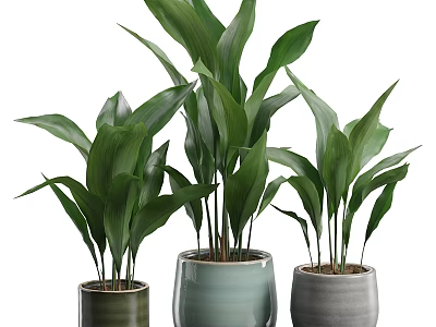 Fresh Edible Herb Plants In Ceramic Pots For Home Cooking Ingredients 3d model