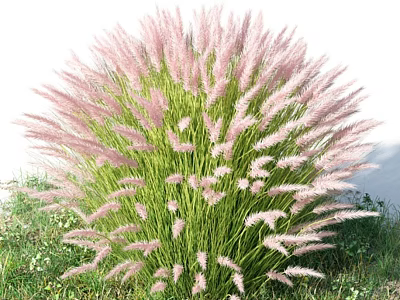 Fluffy Pink Ornamental Grass with Slender Leaves in Green Lawn and Small White Flowers 3d model