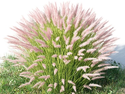 Modern Pennisetum model