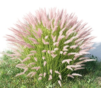 Modern Pennisetum 3d model