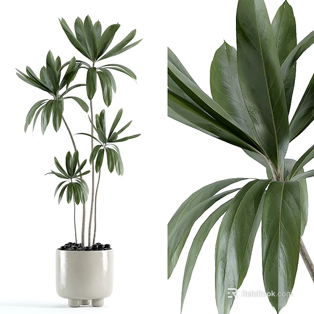 Potted Bonsai Plant Featuring Lush Green Palmate Leaves In White Pot With Slender Stems 3d model 