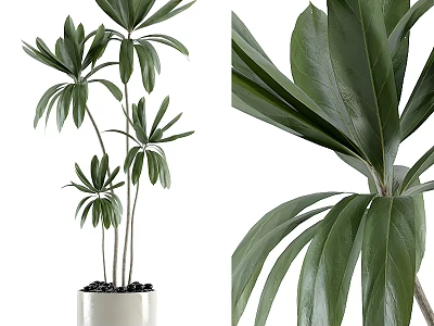 Potted Bonsai Plant Featuring Lush Green Palmate Leaves In White Pot With Slender Stems 3d model