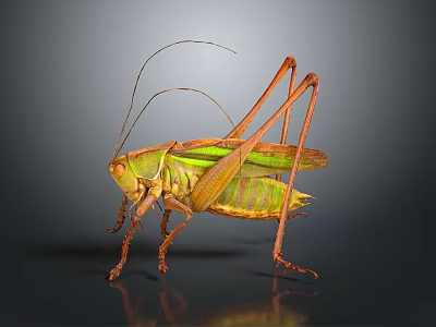Green and Yellow Grasshopper with Long Antennae and Legs on Dark Background 3d model