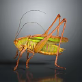 Green and Yellow Grasshopper with Long Antennae and Legs on Dark Background
