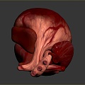 Heart Heart Human Heart Heart Anatomical Organs Human Organs Human Body 3d model