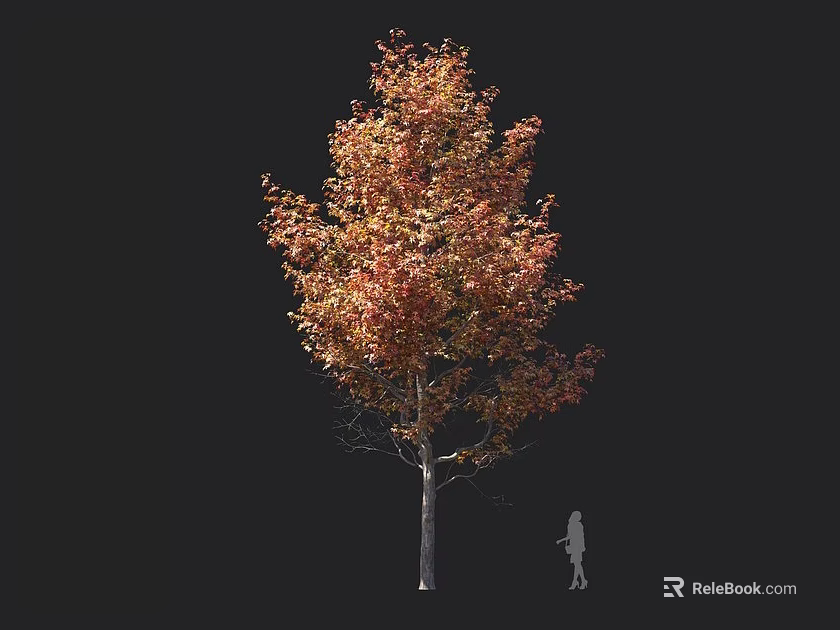 Tall Arbor with Orange Red Foliage and Human Silhouette for Size Comparison 3d model 