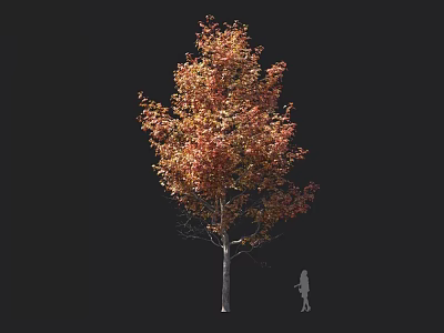 Tall Arbor with Orange Red Foliage and Human Silhouette for Size Comparison 3d model