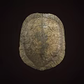 Natural Turtle Shell With Intricate Patterns Detailed Texture And Earthy Tones 3d model