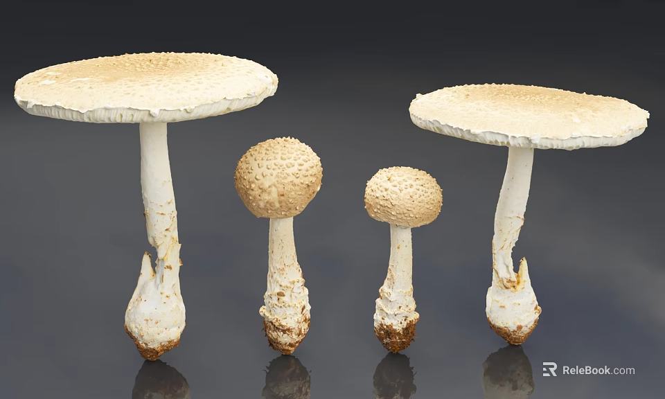 Four Different Sizes of White Mushrooms With Textured Caps and Stems 3d model 