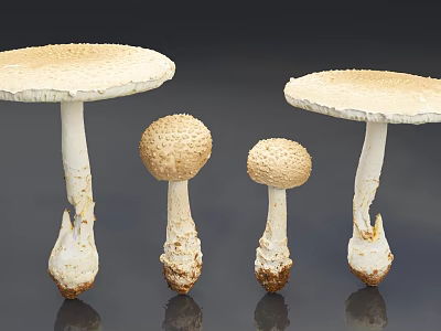 Four Different Sizes of White Mushrooms With Textured Caps and Stems 3d model