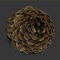 Brown Natural Pine Cone With Detailed Textured Scales On Gray Background