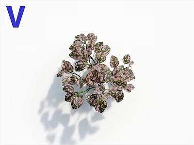 Elegant Variegated Foliage Plant With Pink And Green Leaves For Indoor Decoration 3d model