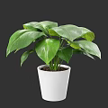 Potted Plant With Lush Green Leaves In White Ceramic Pot