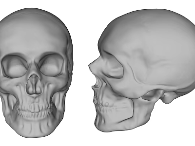 Modern Skull 3d model